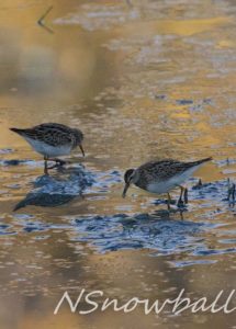 Two Long-billed Dowitchers