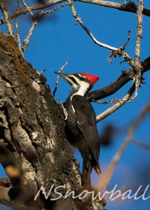 Pilated Woodpecker