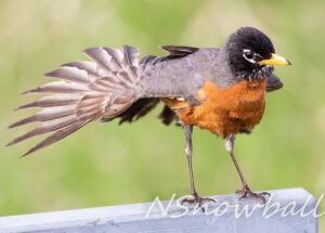 American Robin fanning its tail feathers