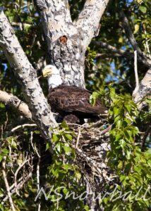 American Bald Eagle building a nest