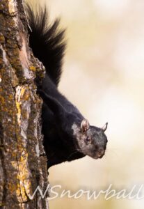 Black Squirrel coming down a tree trunk