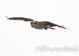 Osprey returning to nest