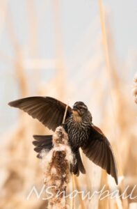 Female Red-winged Blackbird with wings extended