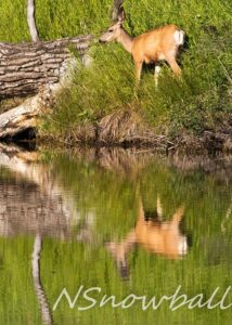 Deer with Reflection