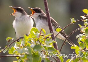 King Birds in a bush singing