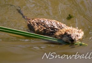 Muskrat swims with a reed in its mouth