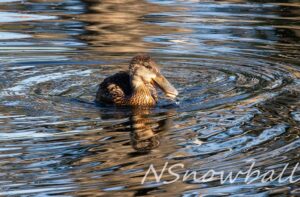 Female Northern Shoveler swims across a pond