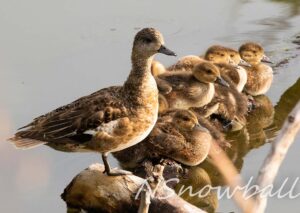 Female Wigeon with ducklings line up on a log