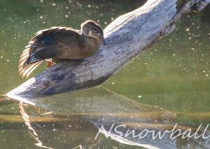 Female Wood duck sits on log