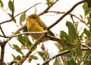 Yellow Warbler sings