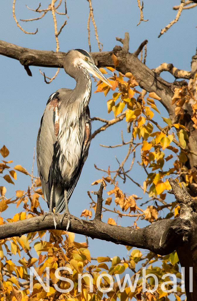Great Blue Heron surrounded by yellow leaves