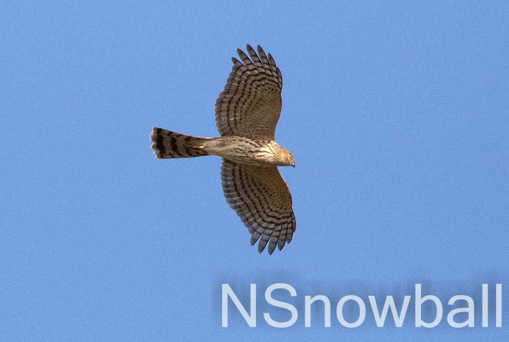 Sharp-shinned Hawk soaring overhead
