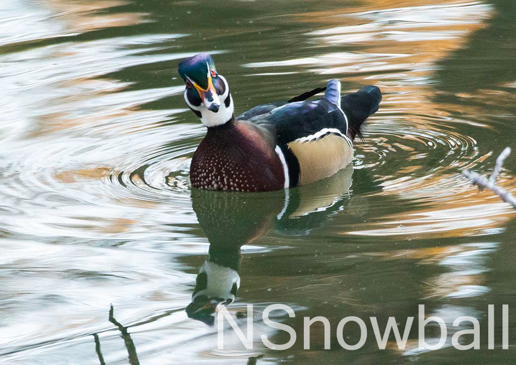 Wood Duck looking to the side