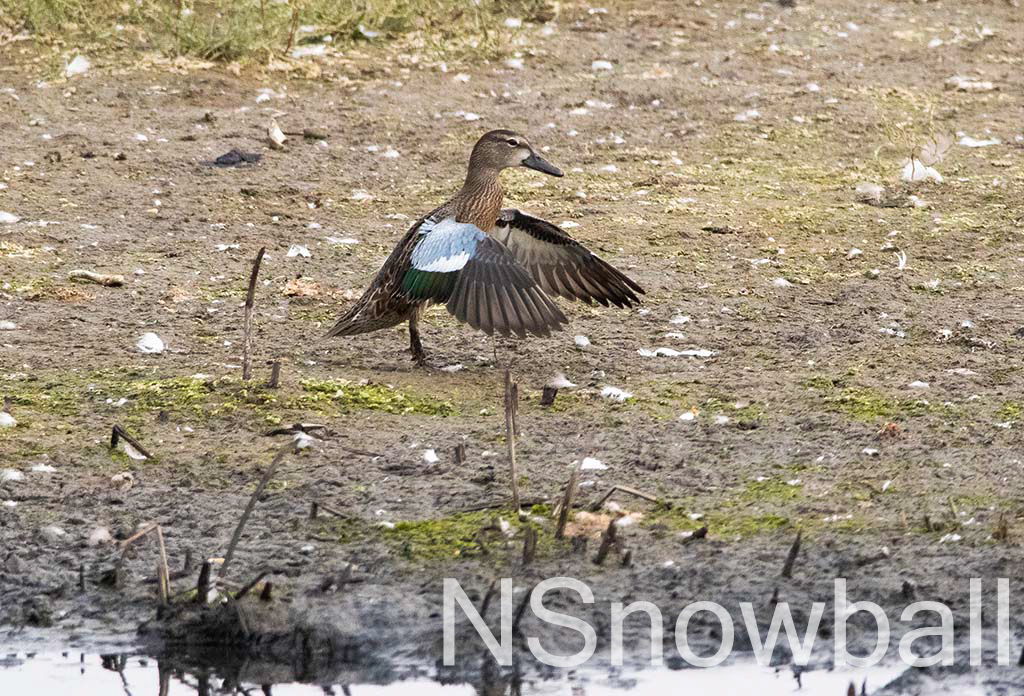 Blue Winged Teal showing off its wings